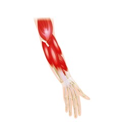 Obraz na płótnie Canvas ELBOW POSTERIOR, Elbow anatomy, elbow illustration, elbow posterior