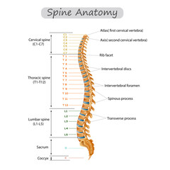 spine anatomy human spine anatomy Cervical spine Thoracic spine
 - obrazy, fototapety, plakaty