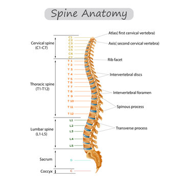 spine anatomy human spine anatomy Cervical spine Thoracic spine
