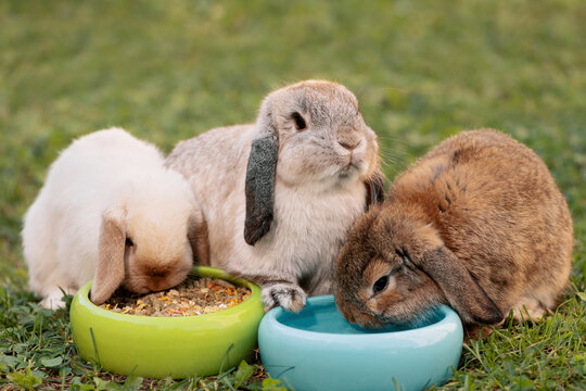 Three cute rabbits sitting next to two pet bowl in outdoors, front view. Domestic rabbits eating dried food and drinking water