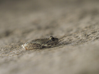 California Tree Frog