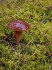 utumn mushroom - brown bolete in Polish forests.