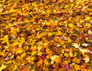 Autumn. Multicolored maple leaves background texture. Colorful backround image of fallen autumn leaves pattern