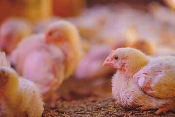 a chicken farm that is neatly housed and well-stocked