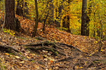 Leśna ścieżka jesienna porą © pinus25