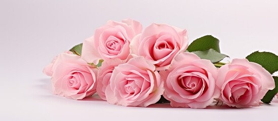 Roses that are colored pink a single rose that is pink the flower known as a rose that is pink in color