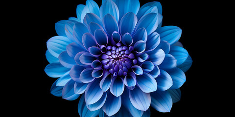 Blue flower on black background high quality image,Stunning Flower Art Image.Purple Dahlia Images
