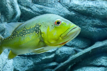 Close up of a Peacock bass  swimming in an aquarium. cichala intermedia © PNPKKHR