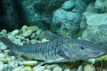 A closeup shot of a Tiger shovelnose catfish swimming in the aquarium