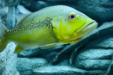 Close up of a Peacock bass  swimming in an aquarium. cichala intermedia