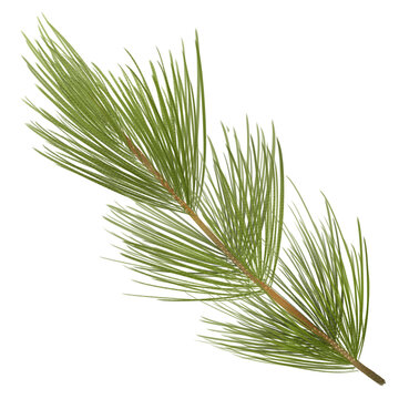 Christmas pine leaf tree 2