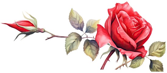 Valentine s Day watercolor clipart featuring a botanical painting of a red rose against a white backdrop