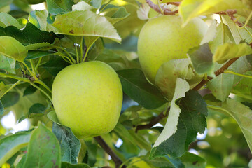 Fresh Green Apple on the apple tree at Apple garden farm background.