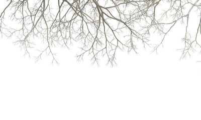 snow covered branches