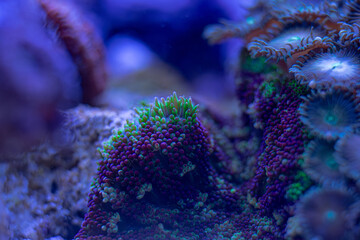 sea soft coral Rhodactis macro photo, selective focus