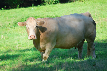 Eine beigefarbene Kuh in halbseitiger Ansicht im Halbschatten auf einer Wiese