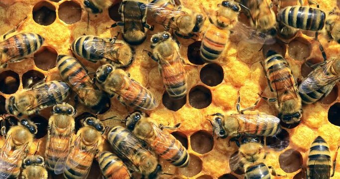 Close up shot of bees and bee pupae in the hive