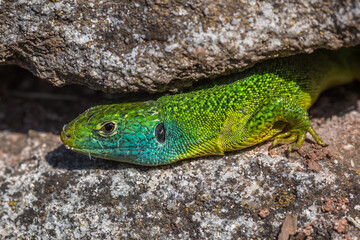 Westliche Smaragdeidechse (Lacerta bilineata) Männchen