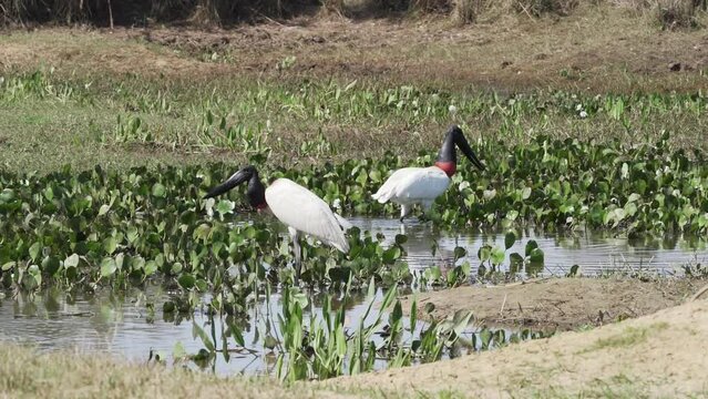 Jabiru, Jabiru mycteria, is the largest stork species and native to south and central america, foraging in the swamp region of the Pantanal in Brazil.