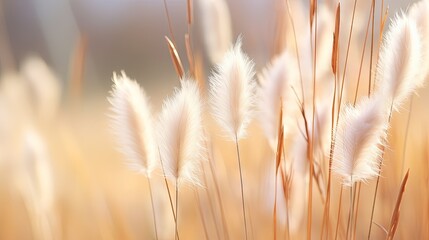 Abstract natural background of soft plants Cortaderia selloana. Pampas grass on a blurry bokeh, Dry reeds boho style. Fluffy stems of tall grass in winter, white background - obrazy, fototapety, plakaty