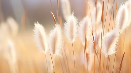 Stof per meter Abstract natural background of soft plants Cortaderia selloana. Pampas grass on a blurry bokeh, Dry reeds boho style. Fluffy stems of tall grass in winter, white background © HN Works