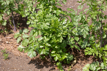 コリアンダー 　別名：コエンドロ（Coriandrum sativum） 葉または果実を利用