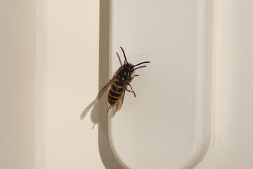 Close up of a common wasp (Vespula vulgaris), family Vespidae on white handle of a sliding door....