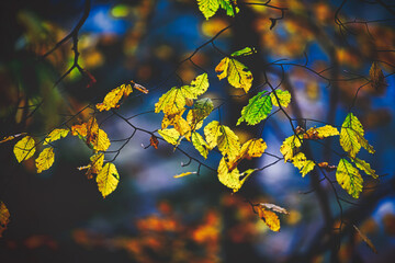 Autumn foliage on tree