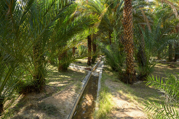 Scenic View of Dates Farming in Al Ain