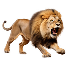 Obraz premium Male Lion roaring isolated on transparent background