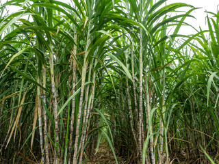 Sugarcane on transparent background with clipping path, suitable for print and web pages.