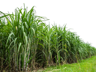 Sugarcane on transparent background with clipping path, suitable for print and web pages.
