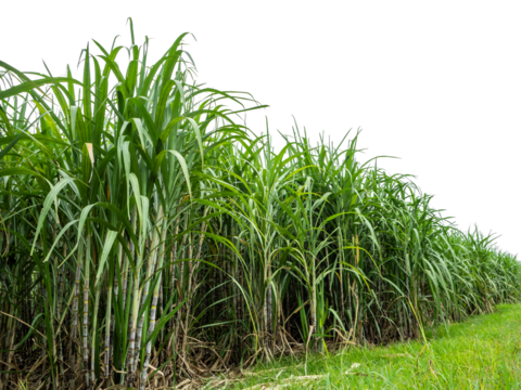 Sugarcane on transparent background with clipping path, suitable for print and web pages.