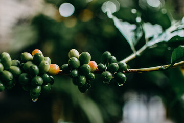 Fresh organic arabica coffee beans. Arabica coffee berries on its branch.