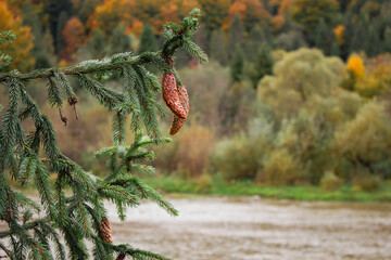 Conifer cone in autumn forest in the mountains. Pine tree with cone on bright woodland background....
