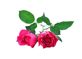Pink rose transparent png