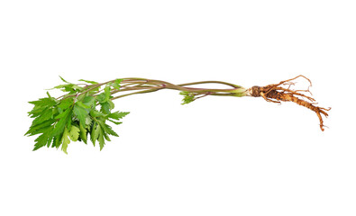 Fresh Ginseng Root and female ginseng (dong quai) leaves transparent png