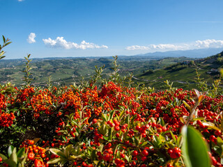 Fototapeta na wymiar View of Langhe vineyards from La Morra, UNESCO Site, Piedmont, Italy