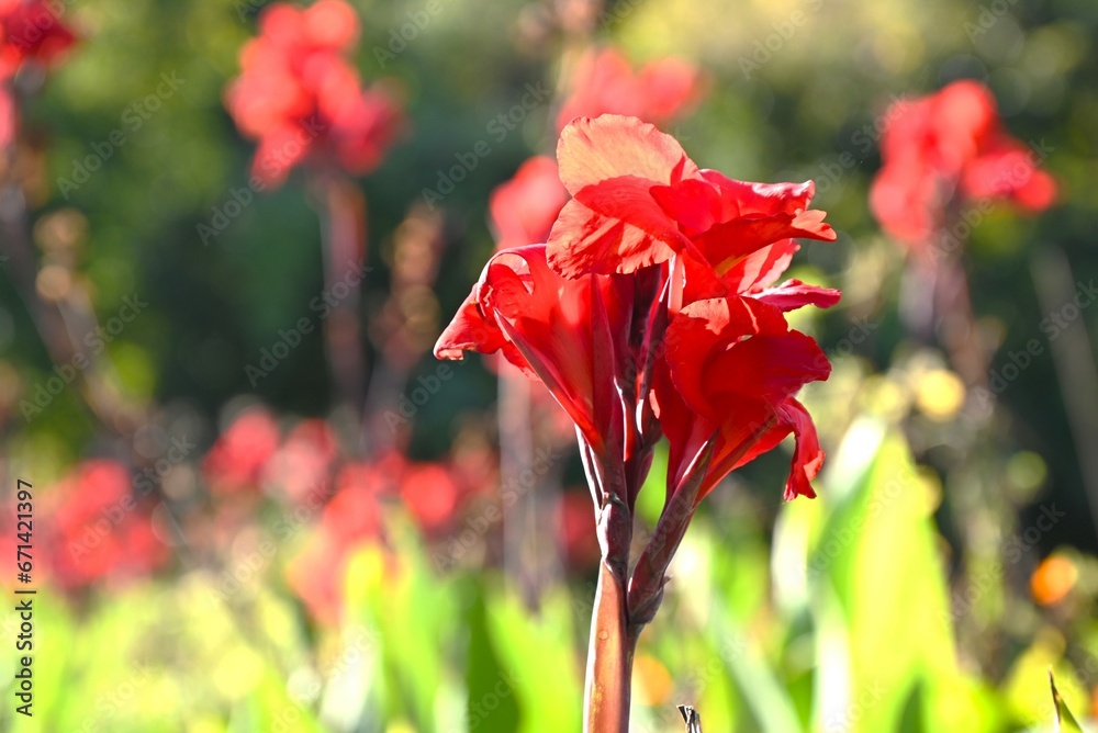 Sticker canna flowers. cannaceae perennial bulbous tropical plants. the colorful flowers bloom from august t