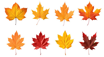 Fototapeta premium maple autumn leaves isolated on a transparent background