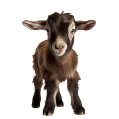 baby goat shot, isolated on transparent background cutout 