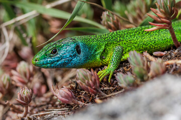 Westliche Smaragdeidechse (Lacerta bilineata) Männchen