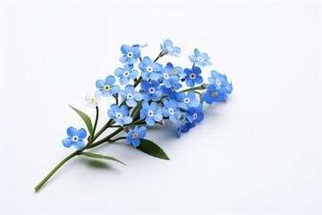 Photo of a charming forget me not on a solid white background. Generative AI