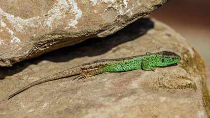 Zauneidechse (Lacerta agilis) Männchen