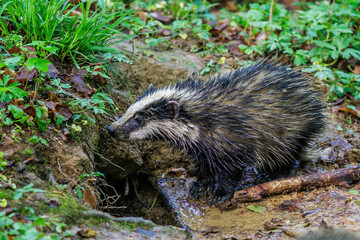 Dachs (Meles meles), Jungtier