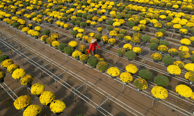 Caring for spring chrysanthemums and raspberries in Sa Dec
