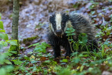 Dachs (Meles meles), Jungtier © Rolf Müller