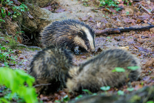 Dachs (Meles meles), Jungtiere