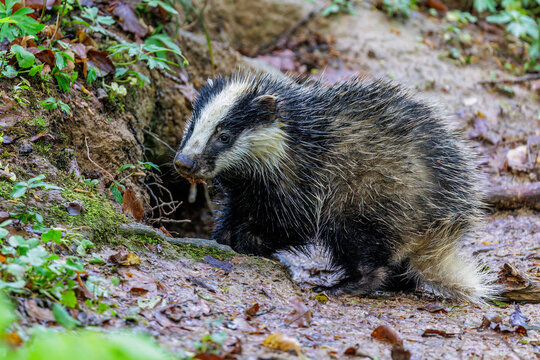 Dachs (Meles meles), Jungtier