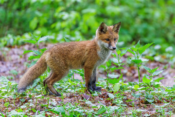 Rotfuchs (Vulpes vulpes) Junger